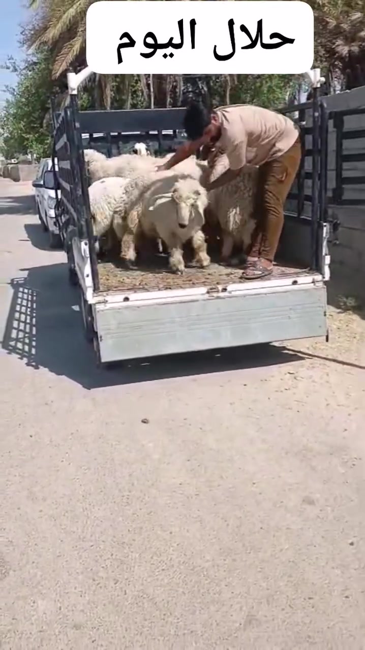 بسم الله ما شاء الله
#نباع الحلال وبالخير عل مشترين اخوان عندي جميع المواشي ارباط وكصابه وجني شكد تريد عندي اتصل وبل خدمه

#المكان واسط الشحيميه قريه ١٠

(***********) اتصال /واتساب

نورونه بتعليق فضلا وليس امرن

