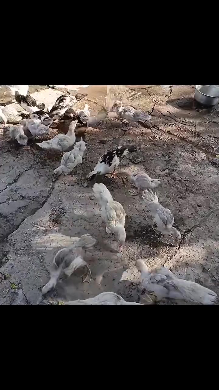 السلام عليكم بطات عدد ١٥ الزوج ب١٢ قفل مكاني بغداد التاجي الي يريدهن يجي ياخذهن ما عندي اكل الهن *********** وتساب فقط
