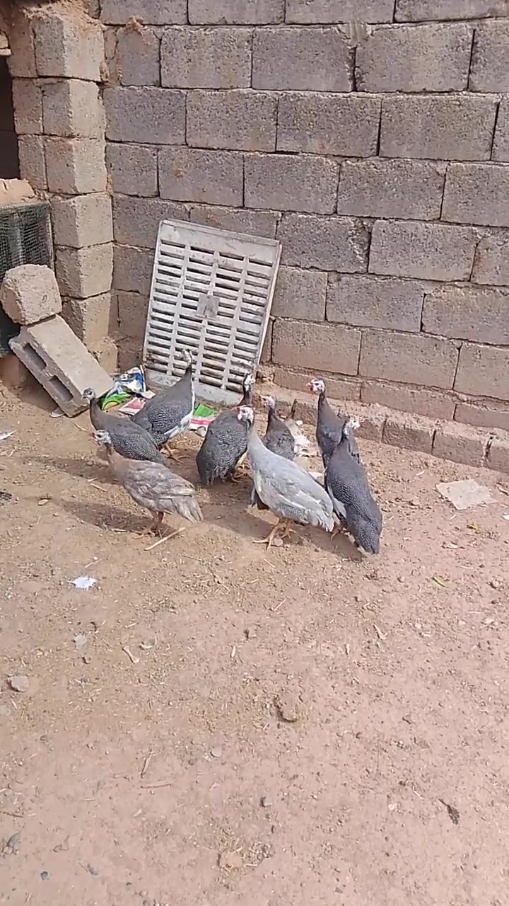 دجاج فرعوني • ٨ تكات • للبيع