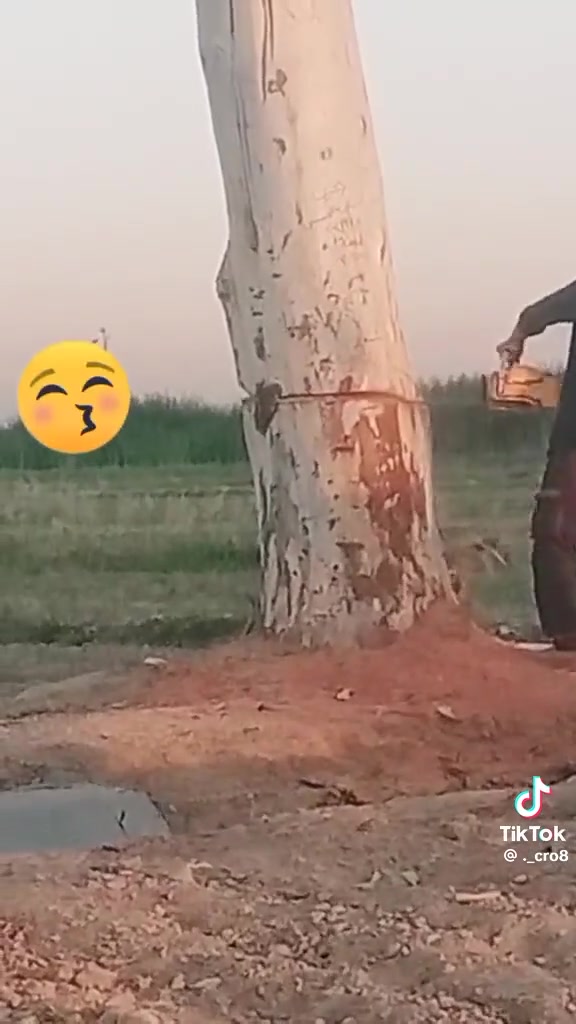 الي عنده شجر انكصه اله شكد ماكان العدد للتواصل على واتساب ***********
