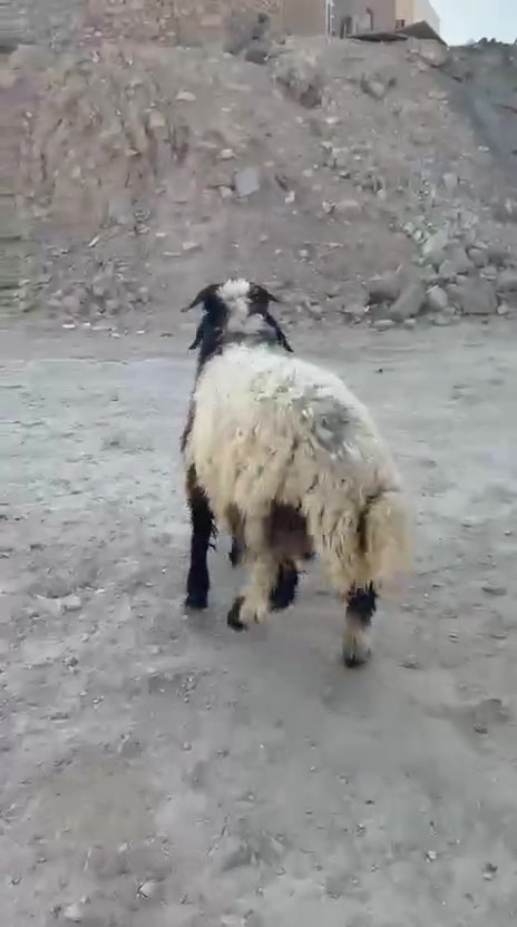 طلي خشن وسمين شتريده يرهم قافل ضهر وإليه شكه طويله المكان حديثه الحقلانيه 
***********
