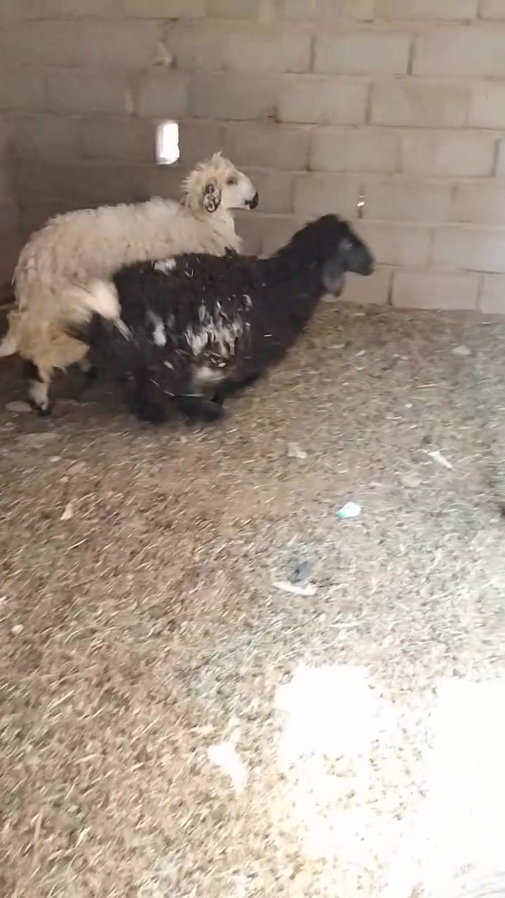 العنوان نجف مقابل حي العسكري الشراي يتصل واتساب ***********
