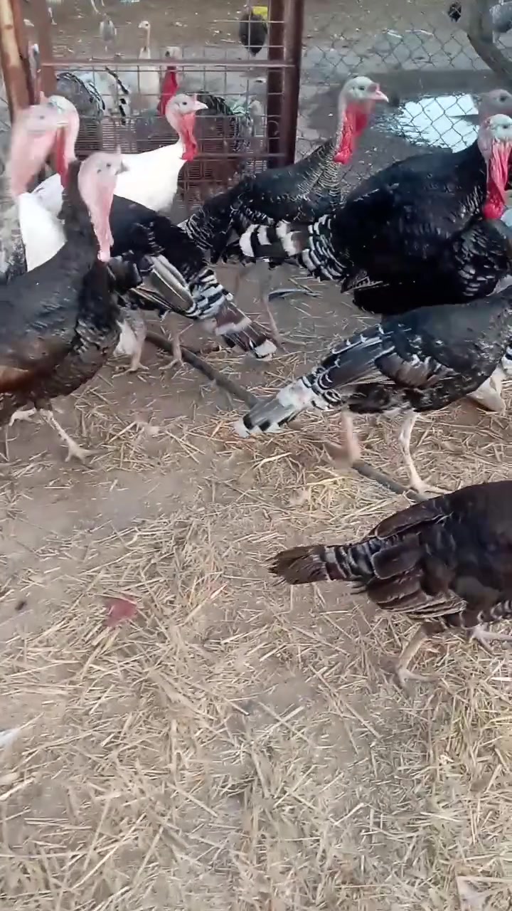 من رخصت مدراء الكروبات المحترمين للبيع 12 فحل فسيفسه + 12 نثيه فسيفس عرب اصلي حلال درجة اولى عنواني بابل محاويل قرب معارض السيارات الرقم *********** ملاحضه ابيع شلع  وبيع مفرد ايريدله زوج عادي
