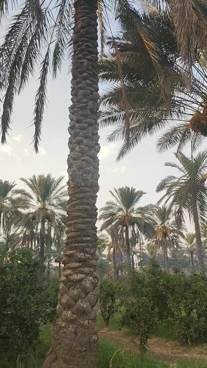 بستان للبيع 
المساحه 5 دونم 
طابو زراعي سند 25 
البيع حسب الطلب ( اقل شي دونم )
ديالى منصوريه الشط 
للاستفسار ***********
