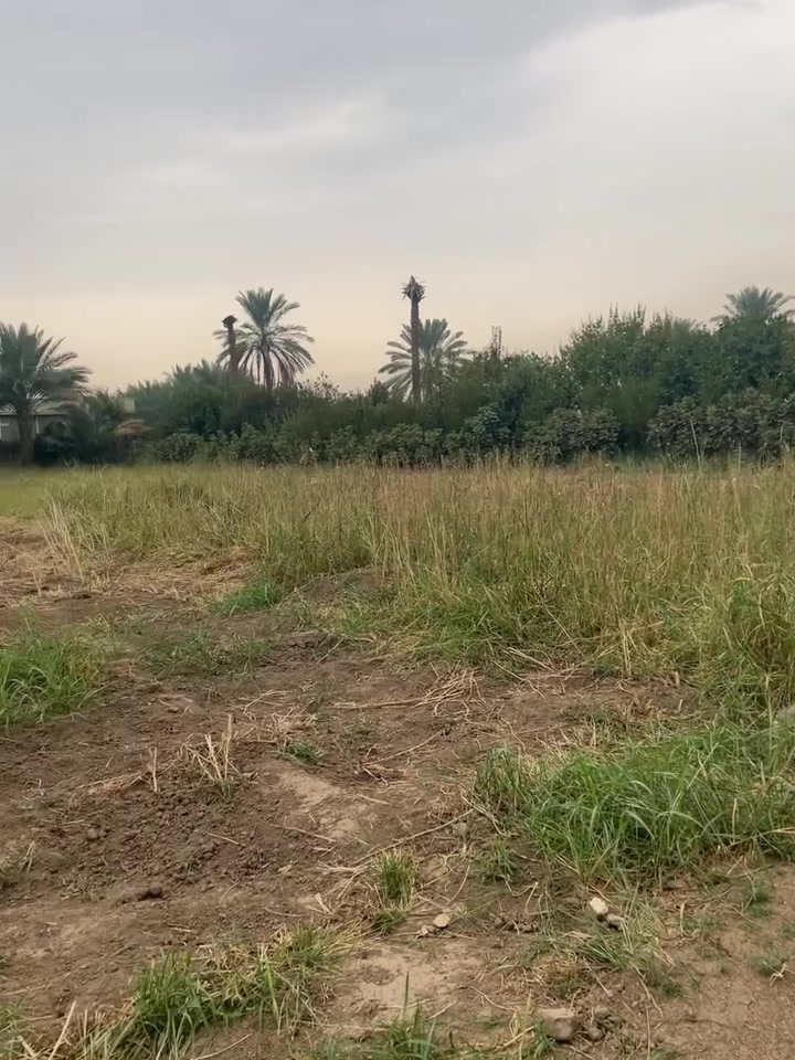 دونم كامل • سند ٢٥ • طابو زراعي