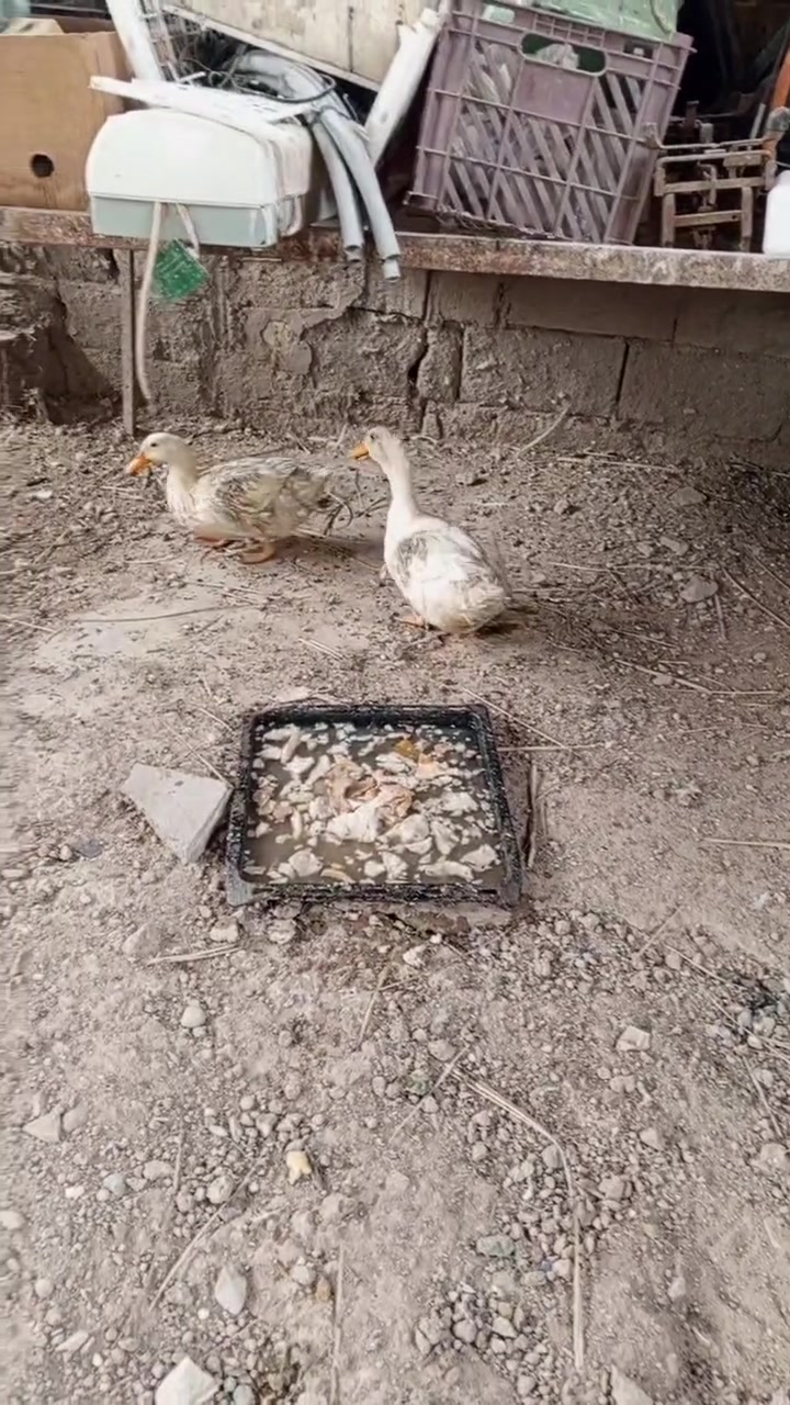 البصره • القرنه • شرش جلعه