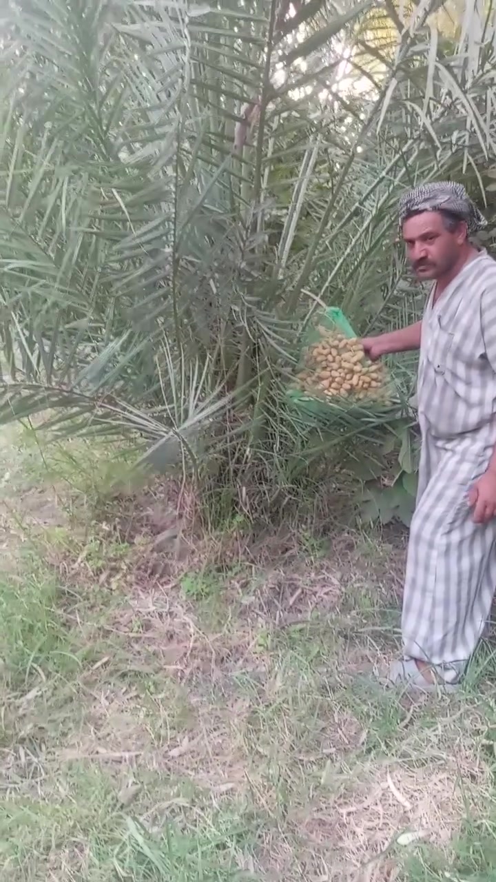 يوجد لدينا كافه انواع فسائل النخيل باجود الانواع واكثر رغبه في قلوب الاحبه يوجد لدينا انواع كثيره منها الخياره والمجهوله والبلكه والبربن وكثير غيرها وسيده التمر والملك النوعيه البرحي للسوال او الاستفسار الاتصال على الرقم ***********
