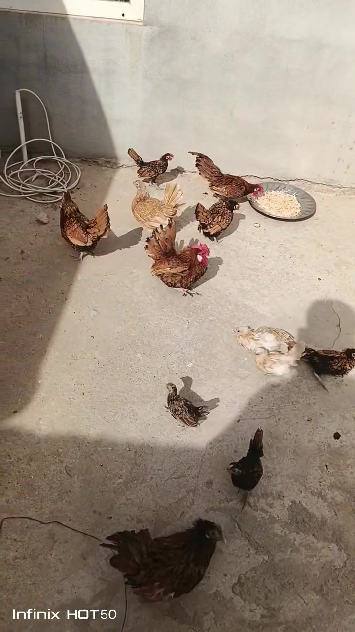 شلع • ديالى جلولاء • للبيع
