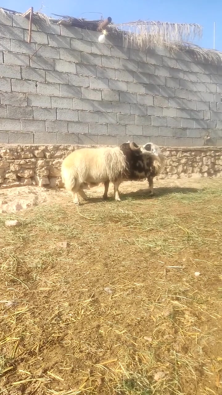 جبش ادرع • مبدل ٤ سنون • مكفوله