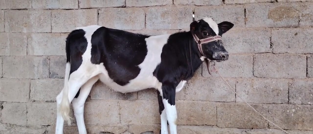 حوليه جنس زراعيه للبيع السعر 950) يوجد توصيل حسب التفاق المكان سديره سفلئ) ***********
