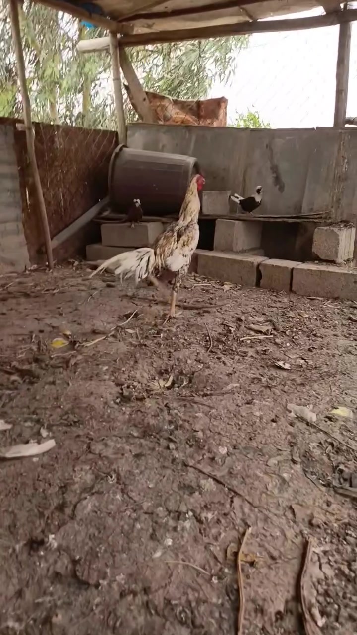 ديج هراتي • بلايمود