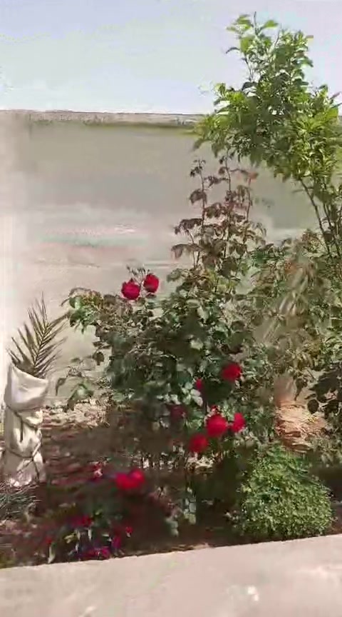 السلام عليكم 
تعلن ادارة روضة شمس الطفولة في المعمورة عن فتح باب التسجيل للعام الدراسي 2027/2026 ابوابنا مفتوحة. لاستقبال اطفالكم
للاستفسار الاتصال على الرقم ***********
التسجيل من داخل المعمورة ؤخارجها
