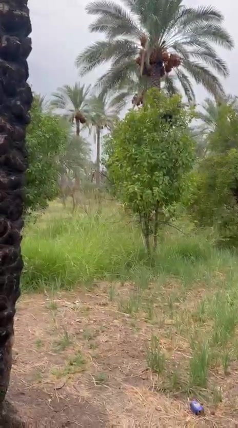 الراشدية بغداد • دونم • سند ملك صرف
