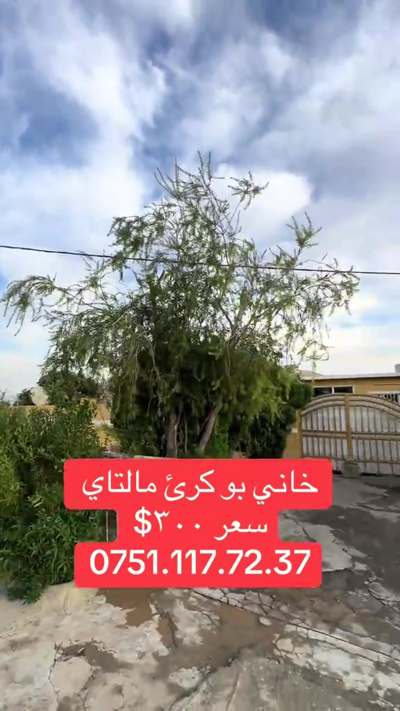 خانی بوکرئ مالتای • ايجار • الشعب الصيني