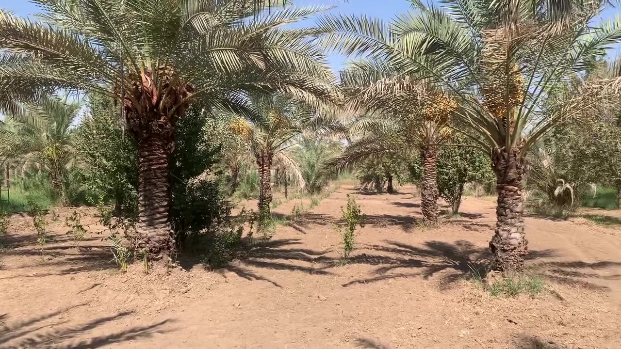 سلام عليكم اخوان دونم للبيع العنوان بغداد ناحية الراشدية قرب البحيرة 

متوفر فيه 
كهرباء 
ماء اساله 
ماء سقي 

يوجد فيه 
٢١ نخلة انواع التمور 
١٠ اشجار عرموط 
وهروش برتقال 
مثل ما واضح الدونم الواجهية مالته ٢٨ متر على شارعين 
ونزال ٩٠ متر 

للاستفسار ***********
