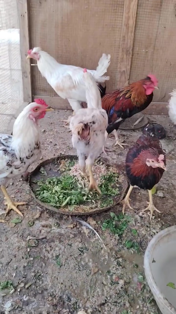 ١٠ ديوك • شالع • تكريت