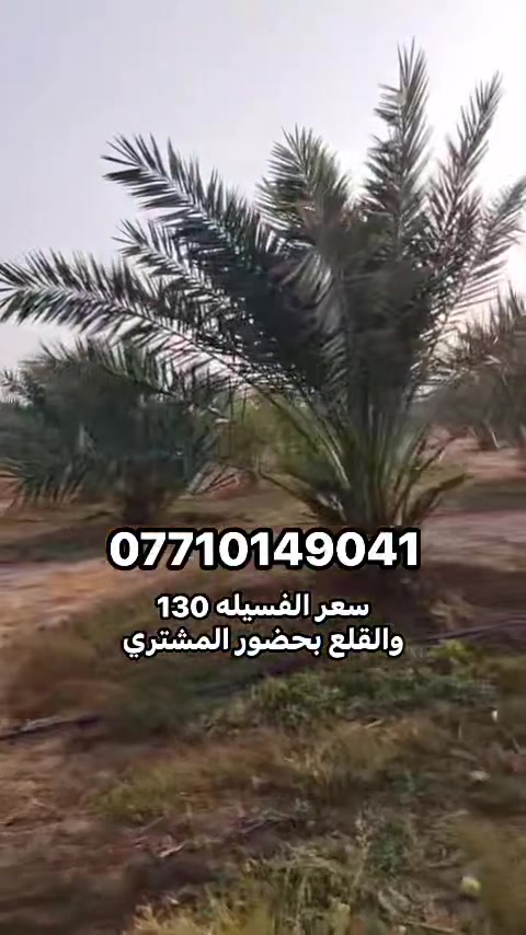 فسائل برحي • مجهول • مجذرة