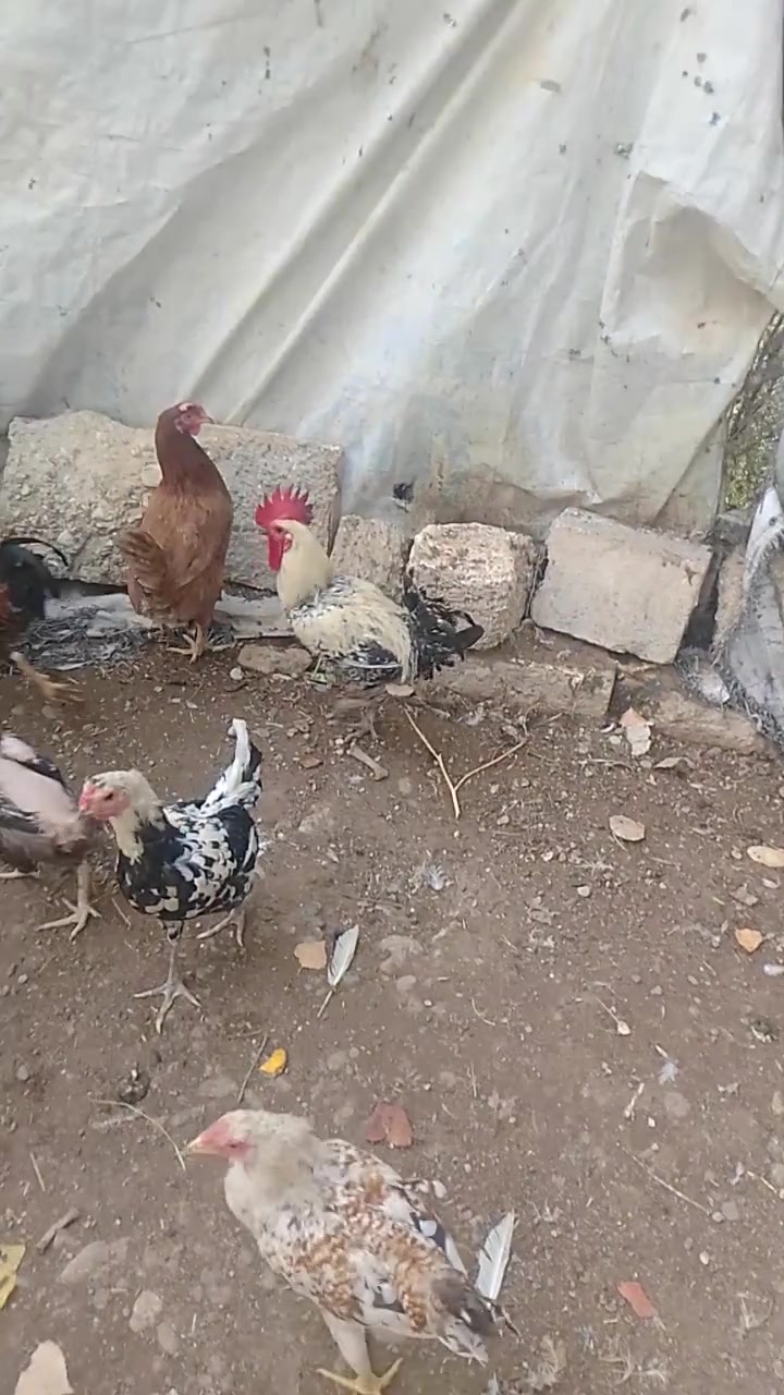ديج فيومي • نضيف