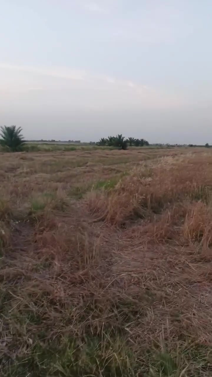 🏡 للبيع أرض 3 دوانم ونصف – واسط / الحفرية قرب بزل حلاتة
السلام عليكم ورحمة الله وبركاته 🌹
متوفر 3 دوانم ونصف للبيع،  117، والعقد مجدد ومضمون حسب الأصول.
✨ الأرض مرتبة جدًا وبموقع ممتاز، وتصلح لـ: 🌾 الزراعة
🏠 السكن
🐑 تربية المواشي والثروة الحيوانية
📍 الموقع: واسط – الحفرية
🚗 تبعد عن شارع بغداد–كوت حوالي 2 كم
🌊 تبعد عن السدة/الشط حوالي 100 متر
💧 تتوفر فيها حصة مائية وماء سقي
💰 السعر 3 دونم ونص : 40 مليون فقط – قفل قفل قفل 🔒
📞 للجادين والاستفسار:
***********
الشرّاي يتصل، والأرض تستاهل. 🌹
