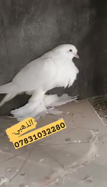 السلام عليكم ورحمه الله وبركاته اعزائي المتابعين 🌷
نشرحلكم اليوم عن علاج فلور باز قاهر التنفسيه.
فلور باز  من المضادات الحيوية ذات التأثير الواسع الطيف و بالتالي يستخدم لعلاج الحالات التالية:
⭐ الاصابة بالتهابات الجهاز الهضمي و الجهاز التنفسي.
⭐ مرض الرشح المزمن (CRD).
⭐ التهابات الامعاء المختلفة.
⭐ الاسهالات الجرثومية.
⭐ حالات التهاب كيس المح.
⭐ التهاب السرة.
⭐ التهابات البريتون.
⭐ التهاب الامعاء النخري . 
⭐ التهابات الجيوب.
⭐ التهابات الرئة و الممرات التنفسية . 
⭐ يعالج مرض المايكوبلازما اتتفاخ العيون ودموع العين . 
🛡️ طريقه الاستخدام 🐔
في بدايه الامر يعزل الطائر بعيدا عن التيارات الهوائيه والرطوبه واعطاء فيتامين سي مع براسيتول بالماء ١ غم بلتر من الماء والقيام بتغييره يوميا . وعند امتناع المصاب عن الاكل يجب وضع الاكل بالفم بكميات صغيره تدريجيا . 
الكتاكيت قطره بالفم كل 12 ساعه 
 في حال ورم او دموع العين يعطى قطره بالفم وقطره في كل عين كل 12 ساعه 
------------------------------------------
الفروج ٣ قطرات بالفم كل 12 ساعه 
في حال ورم او دموع العين يعطى 3 قطرات بالفم وقطره في كل عين كل 12 ساعه .
------------------------------------------
الامهات ٥ قطرات بالفم كل 12 ساعه 
في حال ورم او دموع العين يعطى 5 قطرات بالفم وقطرة في كل عين كل 12 ساعه 
------------------------------------------
مده الكورس 5 ايام
تنشيف العين في حاله الدموع قبل استخدام العلاج 
يعالج الحاله في بدايتها 
طريقه الحفظ في مكان بارد درجه ٢٥ مئويه .
يوزع على شكل قطارات ٥٠ مل 
المكان🌍 #الرميثه رقم📞 ***********

نص مكتوب في الصور:
- *********** الذهبي
