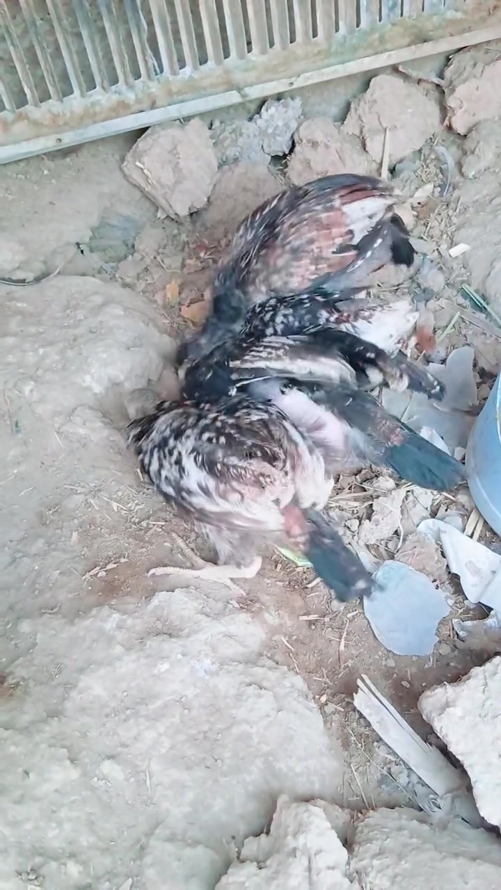 السلام عليكم 
للبيع 4فراريج كلهن دجاجات 
مكاني شارع عشرين 
***********

