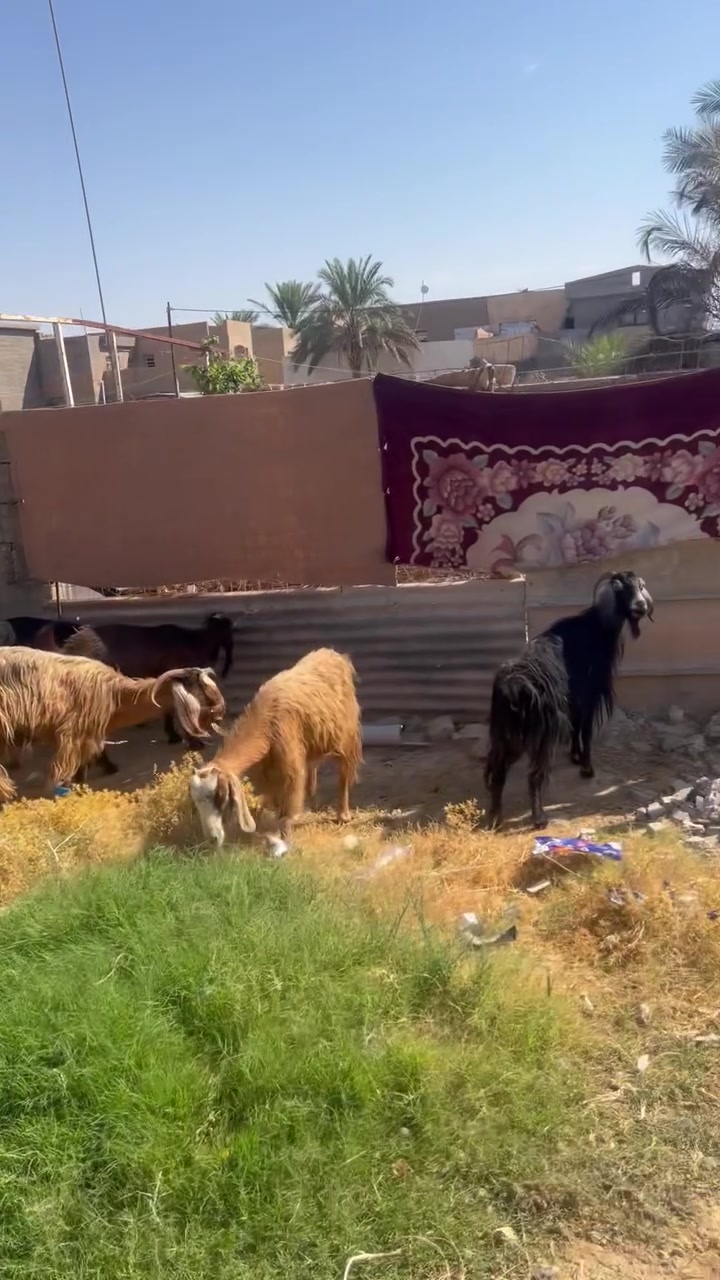 متاح
13عنز جذاع شرط العشار وضمان وشرط النصاح سعر600 وبيهن مجال قليل البيع شلعه وحده مكاني حديثه حي العسكري ***********
