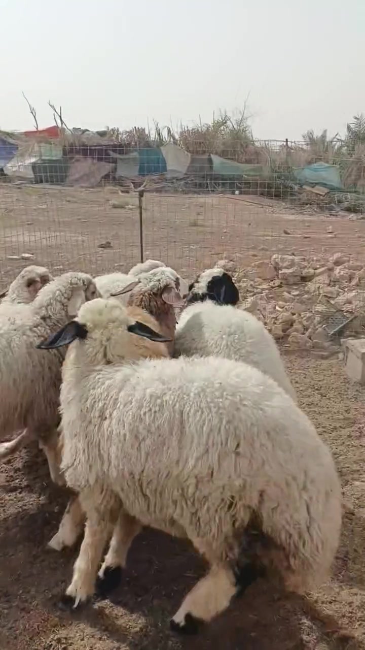 ٦ دجات • للزوج • الريحانه