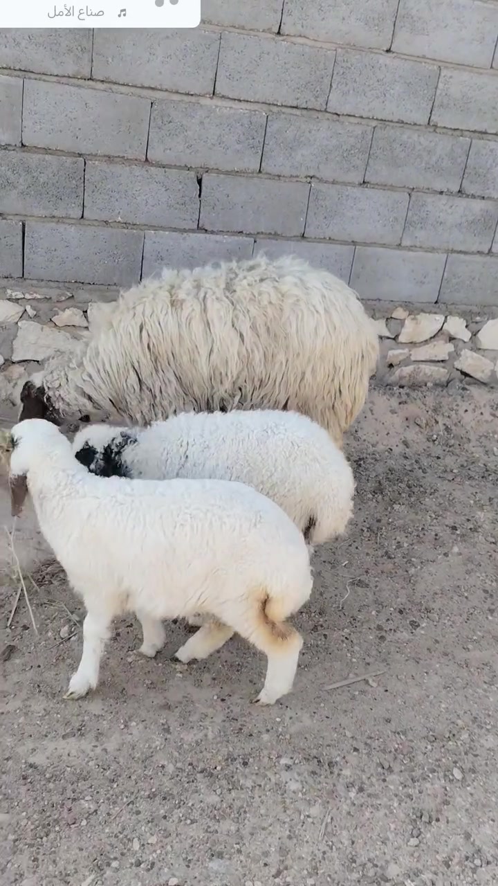 نعجه • نافضة • توصيل