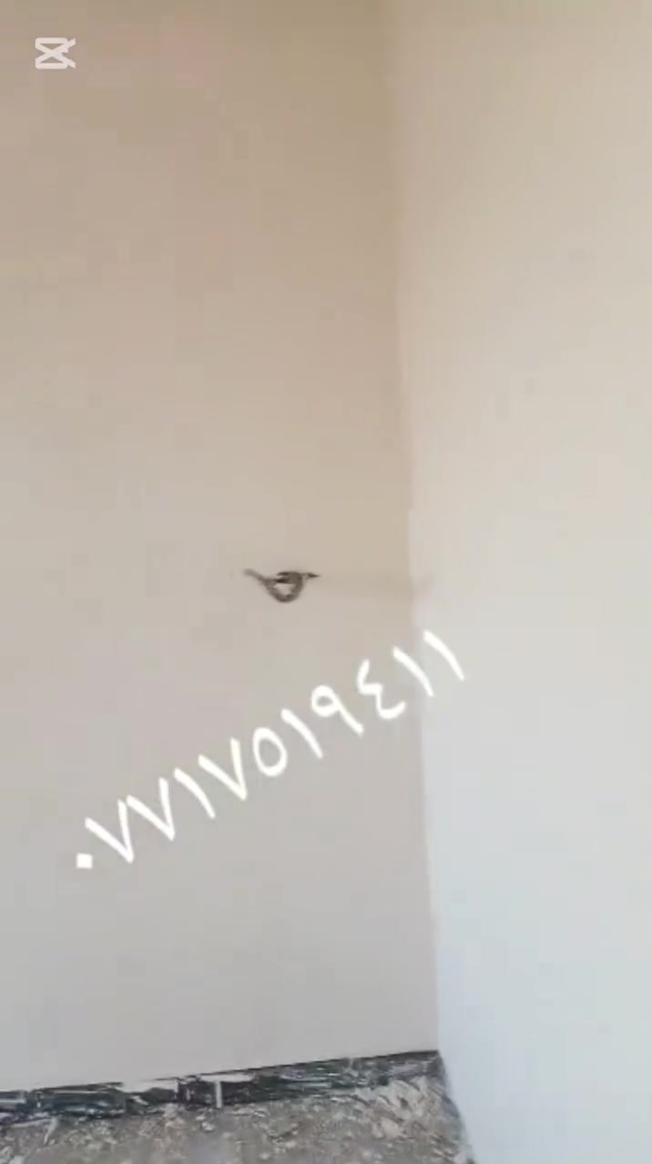 جص • بورك • متفرغ