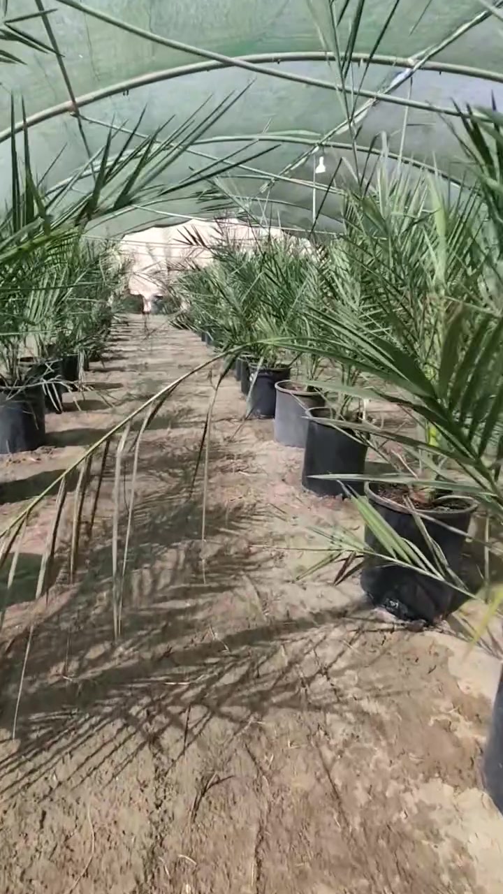 بداية فصل الخريف، تبدأ الأرض استعدادها لموسم زراعي جديد 🌴🌴
ومع هذا الموسم، تكون شركة البشير العالمية معكم لتوفير الفسائل النسيجية والخدمات الزراعية، بخبرة واهتمام يرافقكم من أول خطوة حتى بداية الإنتاج
#الخريف_بدايةالغرس_والبشيرشريككم_في_النجاح 

للاستفسار والتواصل:
- قسم المبيعات النخيل : ***********
- قسم المبيعات النخيل : ***********
- قسم الاسمده والتوصيل: ***********

الموقع: محافظة بابل، مدينة الحلة، طريق منطقة عوفي
