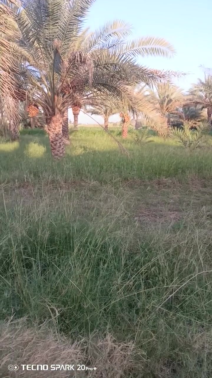 السلام عليكم 3 دونم طابو زراعي سند 25 ; طابو الكاظميه . 
واجهه 81 × 92 الشارعين تبليط  تباع تقطيع او كليا حسب رغبه المشتري
الارض مزروعه وكامله بيهه 50 نخله وبيهه 20 زيتونه 
الارض ركن شارعين تبليط بوجهين
شارع تبليط - ماء - كهرباء - ماء سقي  
تبعد عن الكاظميه 15 دقيقه موقع الارض التاجي سبع البور -
- البصام -
سعر الدونم 90 
*********** بي واتساب #
