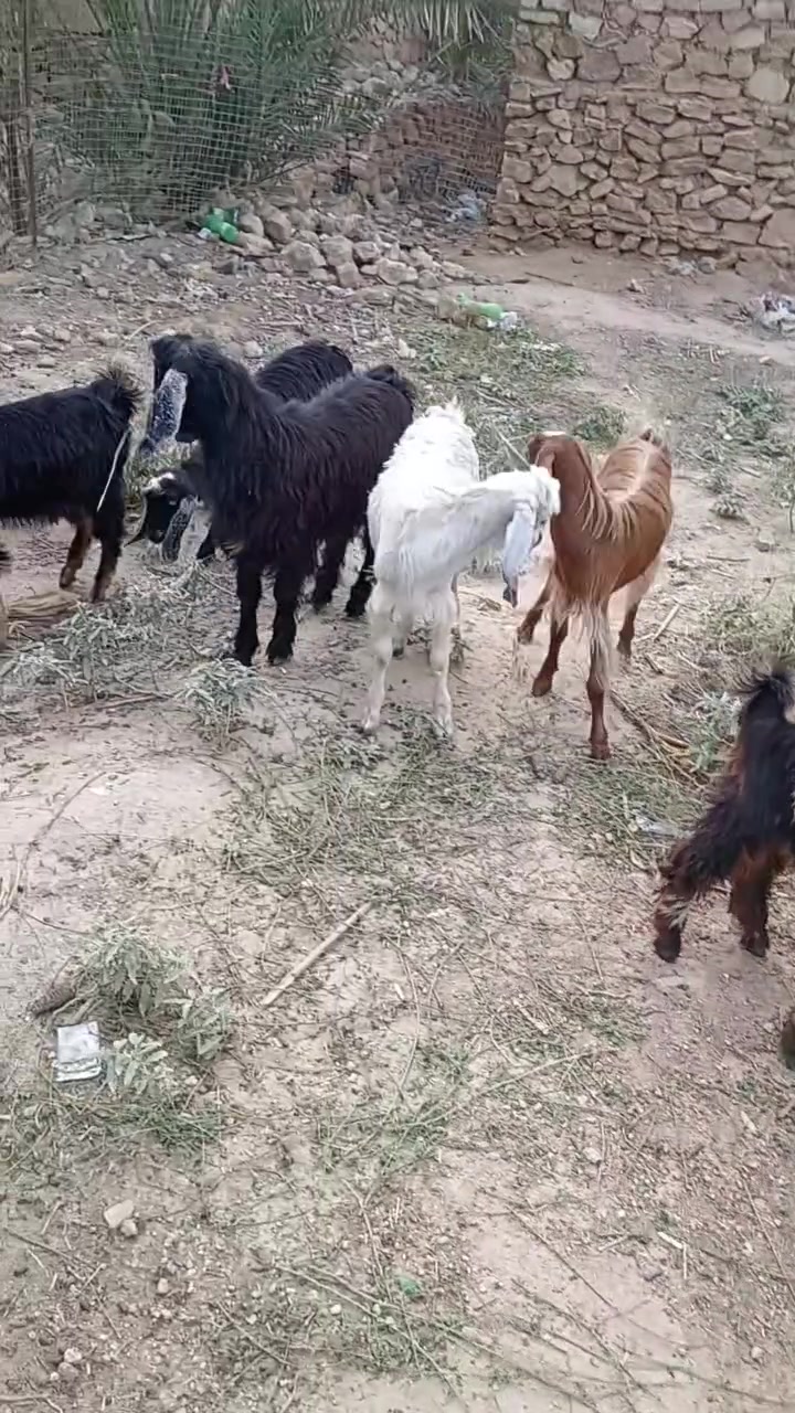 جدايه • صخلات ٢ • حصئ