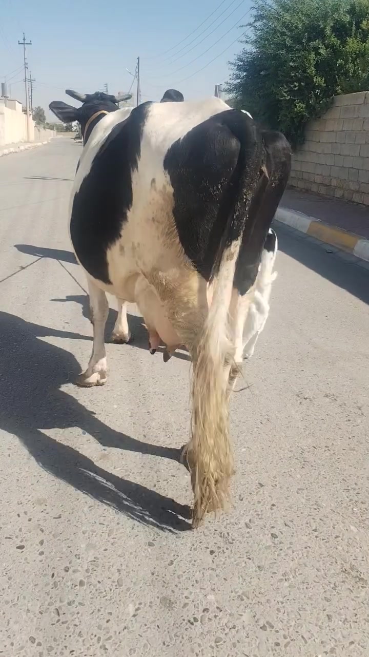 السلام عليكم ورحمة الله وبركاته بقره والده ع كل عيب شرط الحليب شرط الدسامه السعر خاص الاستفسار ع هاذه الرقم *********** موقع ناحية الزاب ملاحضه يرهم مراوس بحلال
