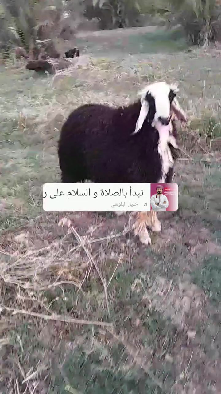 للهم صلي على محمد وآل محمد 
عمي وين اليدور نذر 
وين رباطه وين هل المواكب  للبيع  
طليان عجول بجور تجهيز كافت المناسبات 
اخوكم وخادمكم 
رائد العزاوي تصال على الرقم 
***********
