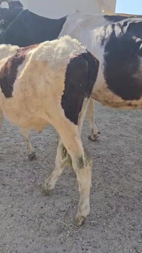 يا الله اللهم صلى على محمد وال محمد السعر 3300 قفل 
مطفل  هولشتاين عليه كفاز 35  عجل يكفز متعهد كافه شروط الجني شرط الحليب والدسامه ضمان 3 من كل عيب شراي يتصل مكان بغداد ابي غريب واتس ***********
// *********** يرهم مراوس بحلال يوجد توصيل
