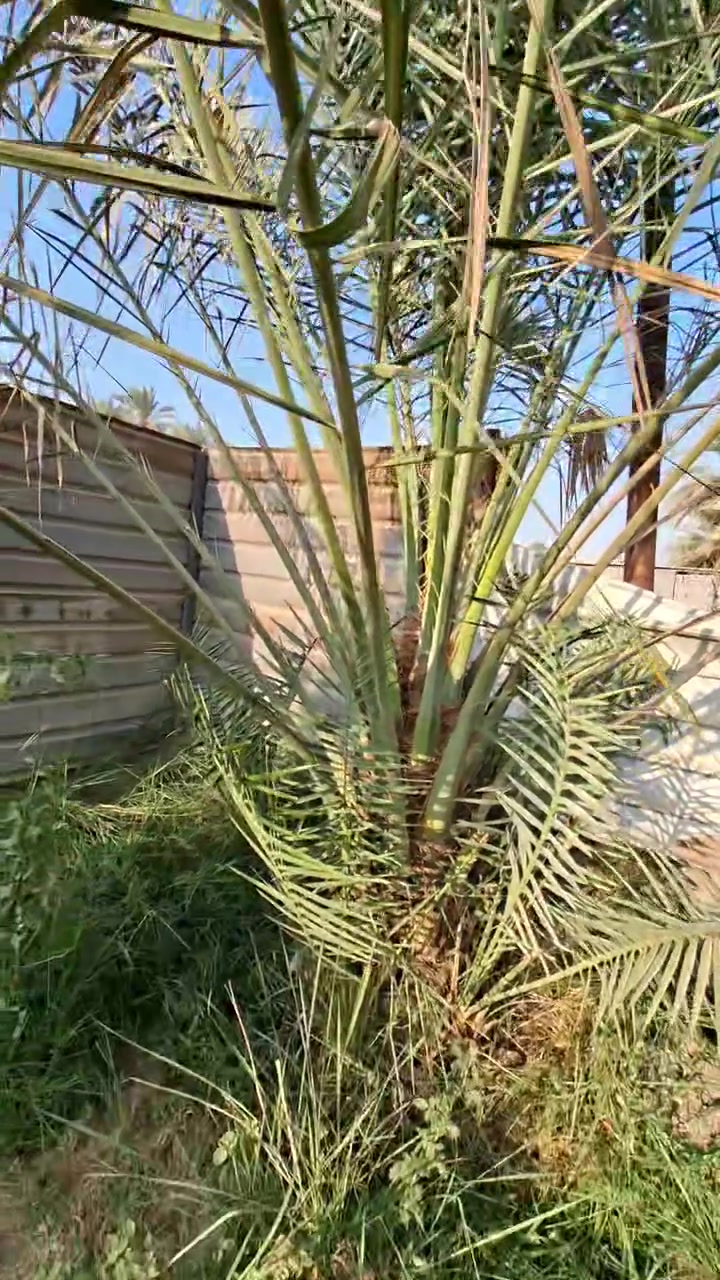 تبرزل حمال عدد 2 وحده حايلة السنه كل وحده منهن بيها اكثر من 5 فسائل 📍الحسينية 📍
📞📞 ***********
