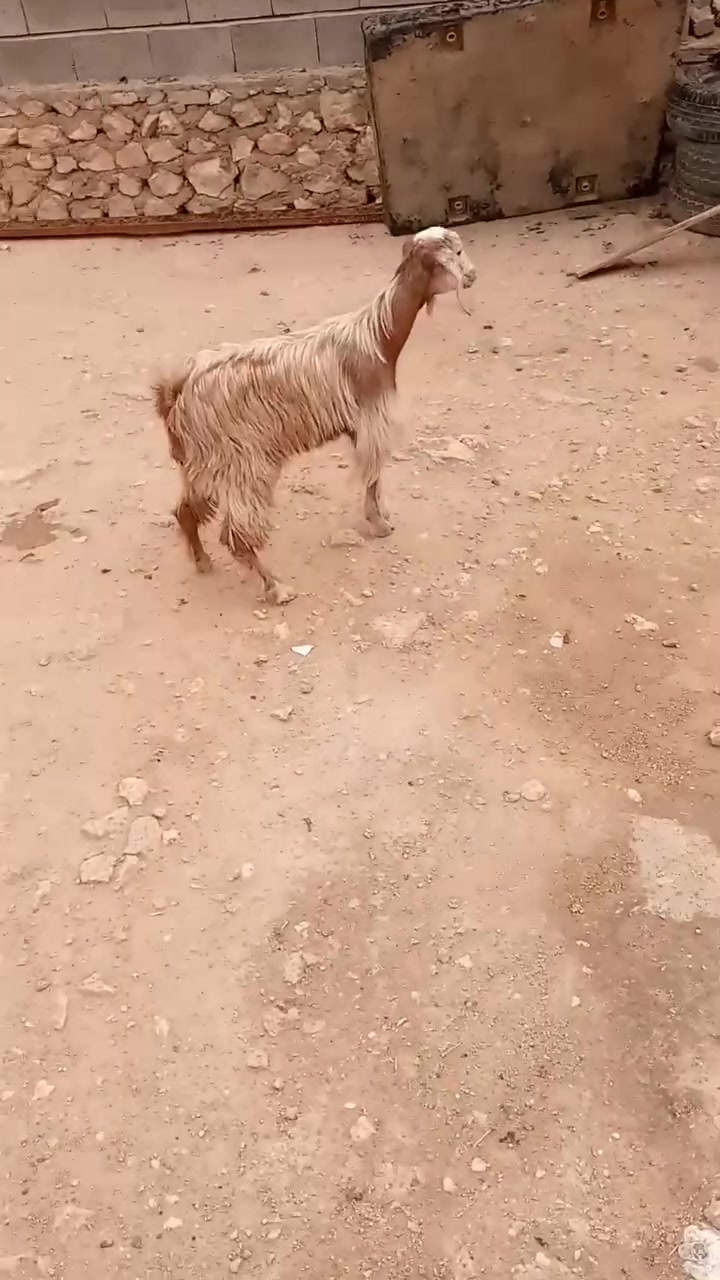 إشارة
