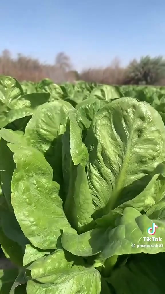 سلام عليكم يوجد بذور خس ابيض امريكي درجة اولى شرط الضمان وعن تجربه ***********
