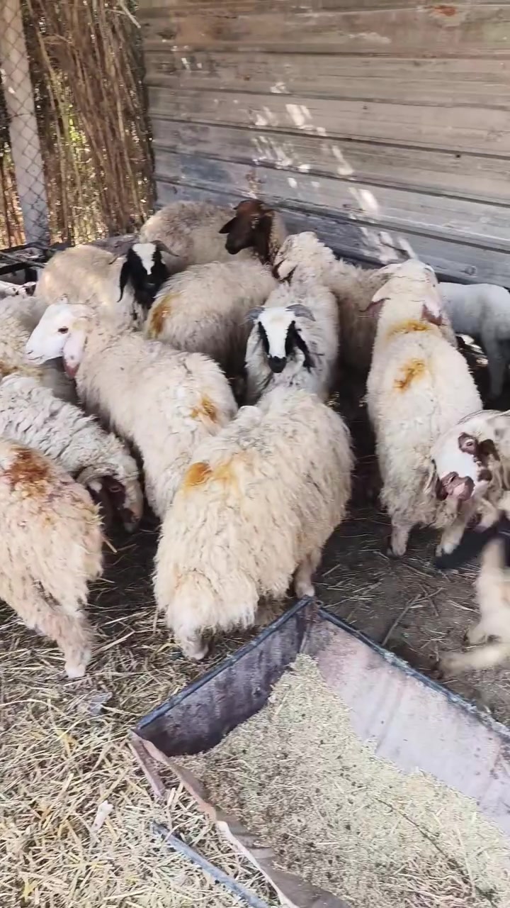طليان • ١٤ • العبايجي