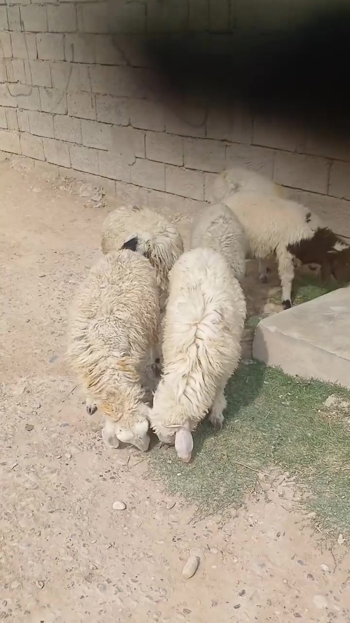٤ خرفان • ٢ فطايم • بيجي