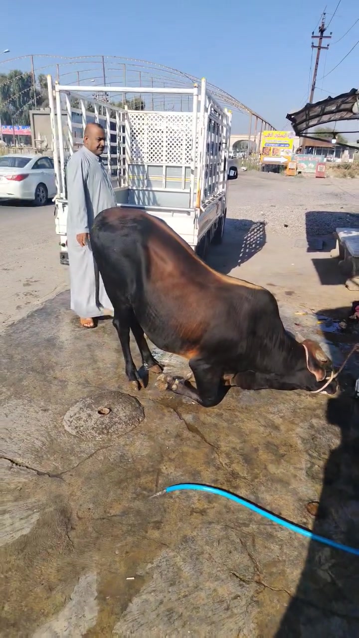 اللهم صلي على محمد وآل محمد الطيبين الطاهرين
اليوم بتاريخ 9/16يوم الاربعاء
ذبح عجل عراقي هرفي فقط
يوجد خدمه توصيل داخل شهربان ***********
