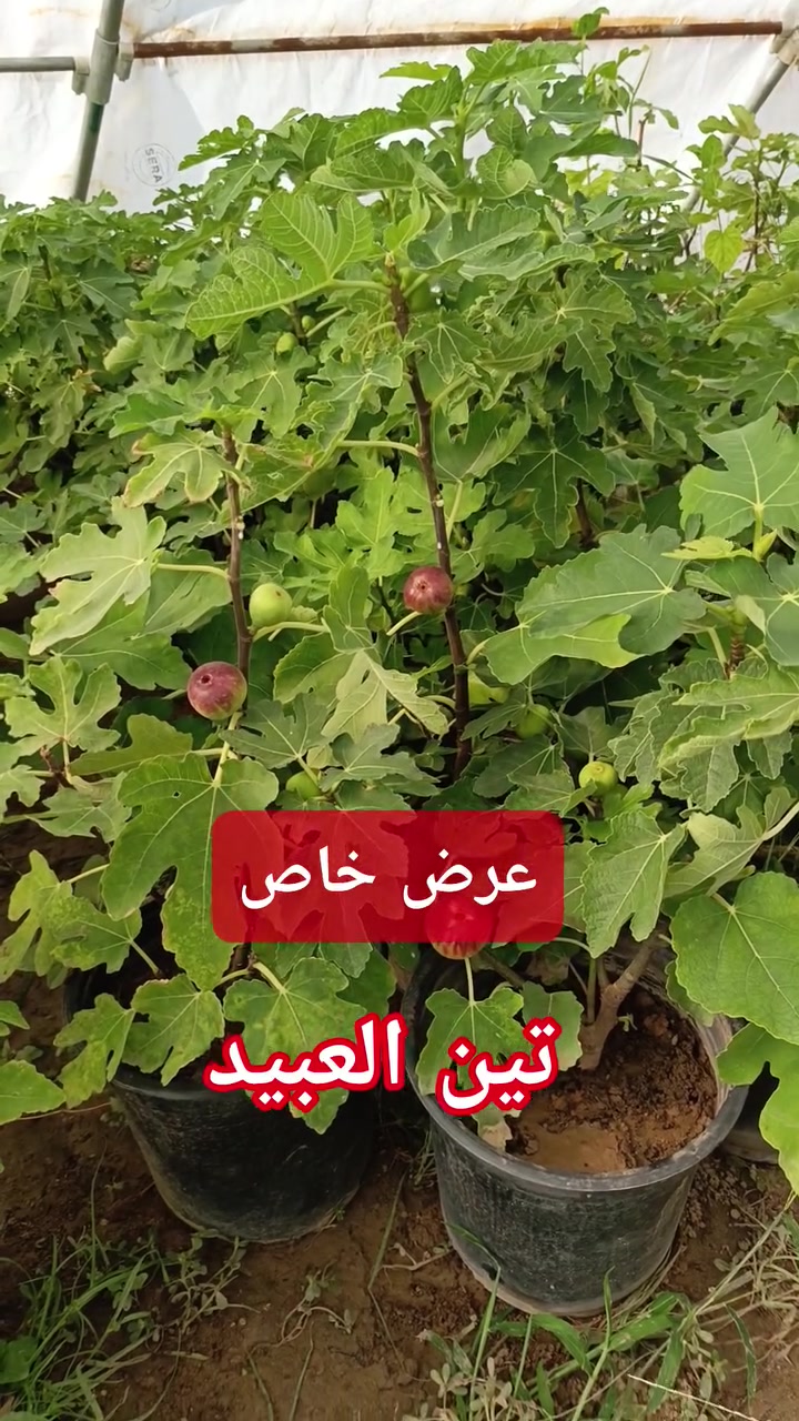 عرض خاص على التين العبيد بس ب، 8الاف
