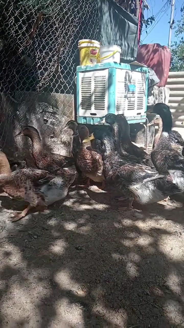 للبيع بط الروان العملاق
العدد  ٥٠ تقريبا اكثر او اقل
سعر الزوج ١٠٠ وبيهم مجال للشاري شلع يتددل
عنوان موصل قضاء تلكيف
*********** بي واتساب
