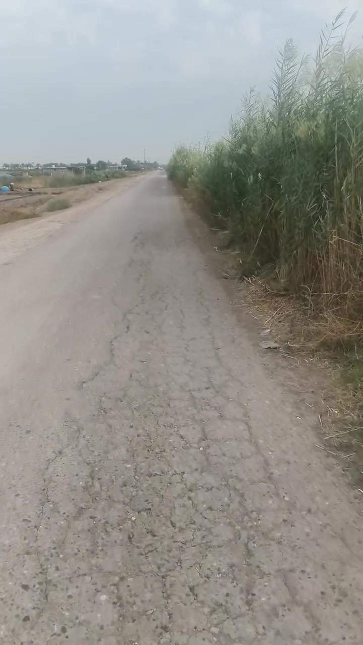 رضوانيه • سند ٢٥ • ٣٧٥٠م