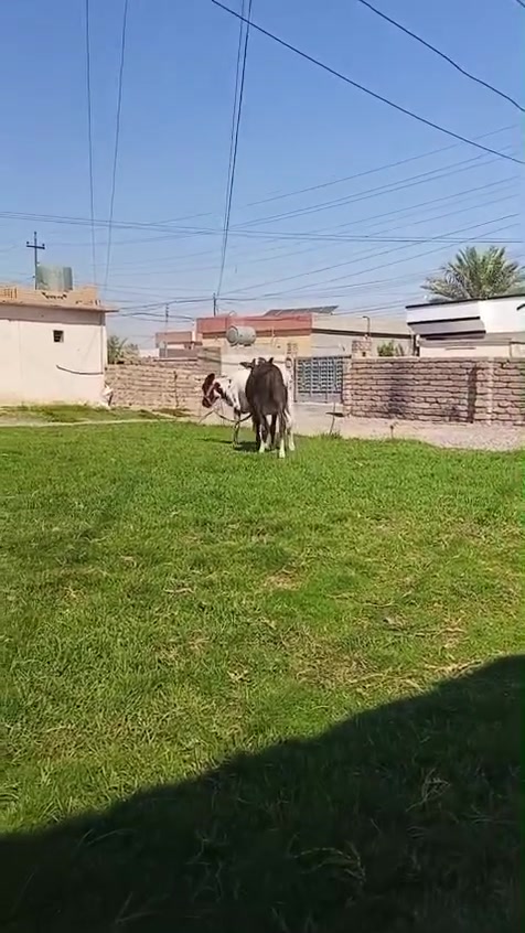 السلام عليكم مكلف بل نشر اتصل عل رقم 
اخوان يوجد اباجير جنس فول 
 رقم واحد خط اول 
فول الفول 
العنوان صلاح الدين الشرقاط قريه شكرا
هاتف/***********
***********بي واتساب 
ماتحصل رقم او مشغول راسلني واتساب ودلل باقي تفاصيل بل فيديو
