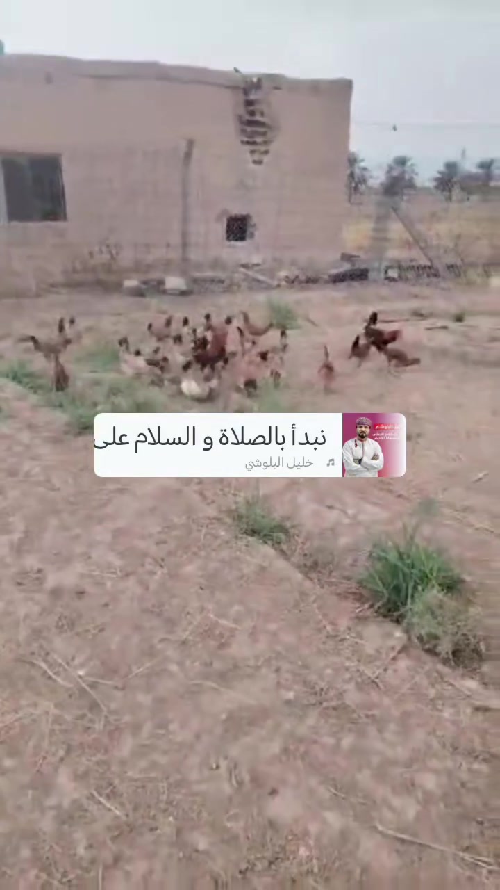 متاح بيض من هاذ الحلال الكويتي
صلاح الدين تكريت
سعر الطبقه ٢٥ قفل
