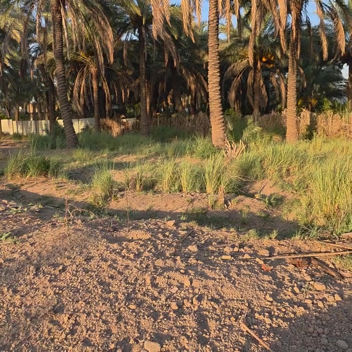 السلام عليكم ورحمة الله وبركاتة🫱🏽‍🫲🏻 متابعينا الكرام👥 
قطع اراضي للبيع المساحات مختلفه
200_400_600 ملك صرف زراعي يتوفر فيها ماء ⛲وكهرباء 💡
العنوان:شاطئ تاجي/شارع جميل الويس قرب جامع الوهاب🕌 
للاستفسار الاتصال على الارقام الاتيه كورك: ***********📞📞
+(واتساب) 
اسيا: ***********📞📞
#مكتب_ديرتنا_للعقار🏢
 #بإدارة_أحمد_أبومصطفى🌹
تواصلو معنا وسنكون بخدمتكُم 🤍
