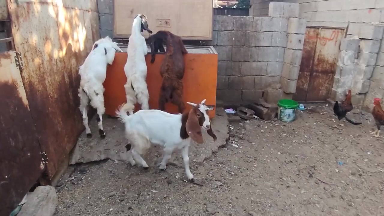 مكلف بالنشر
جدايه فحله عدد 6 مالات ربط للبيع 
شرط الصحه والنظافه 
سعر الزوج 415 وبيهن مجال للشراي 
***********
كركوك
