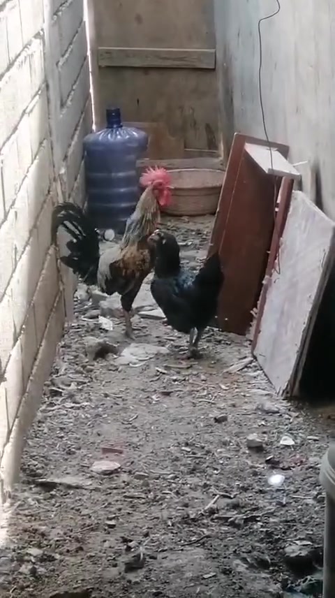 القرنه • مكاني • للبيع