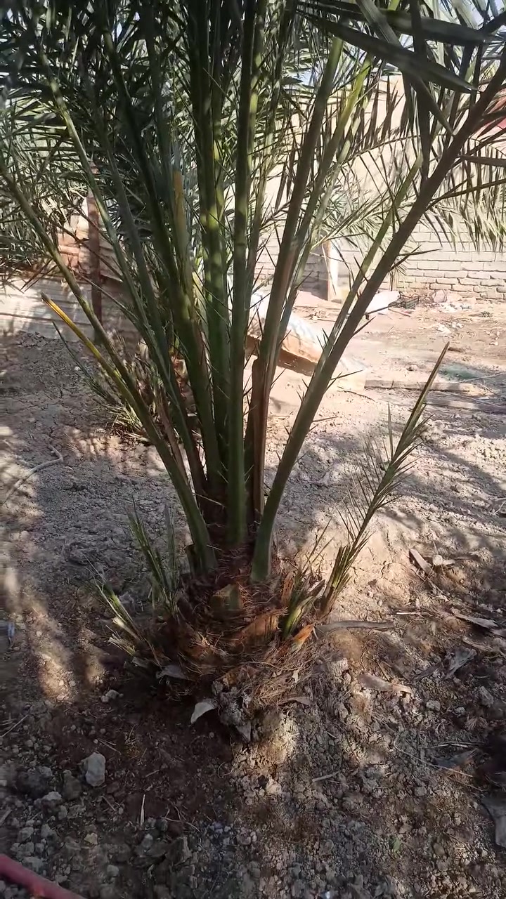 سلام عليكم يوجد نخلات للبيع برحي وبرحي احمر شريفي وعجوة المدينة وكنطار وشكر وساير اكو حمالات واكو فسائل مكان مدينة هوير ***********
